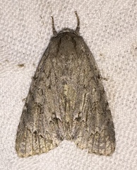 Acronicta americana