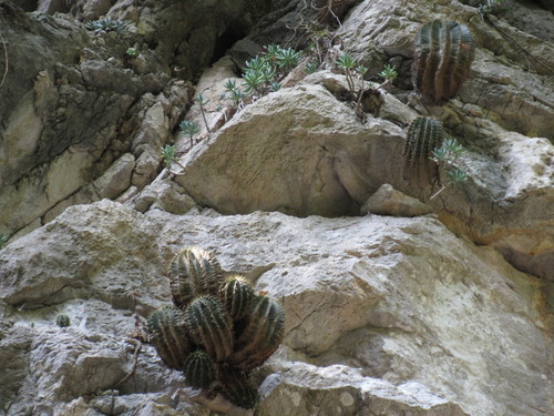 Image of Ferocactus echidne by (c) Oscar Alejandro Morales Juárez, some rights reserved (CC BY-SA)