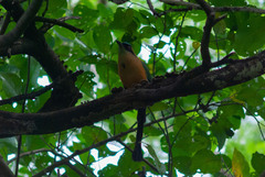 Momotus subrufescens