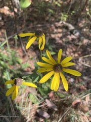 Rudbeckia heliopsidis