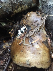 Asterophora lycoperdoides
