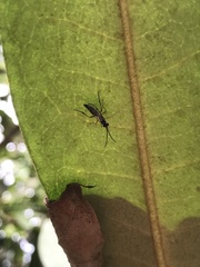 Diplazon laetatorius