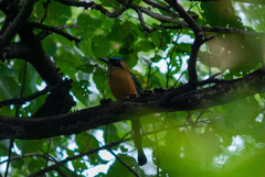 Momotus subrufescens