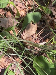 Rudbeckia heliopsidis