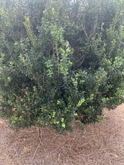 Buxus
