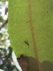 Diplazon laetatorius