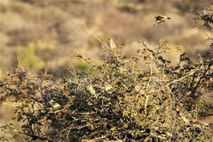 Ploceus velatus caurinus