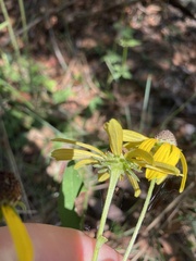 Rudbeckia heliopsidis