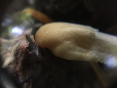 Trichoderma leucopus