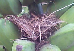 Thraupis glaucocolpa