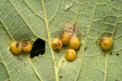 Pediaspis aceris