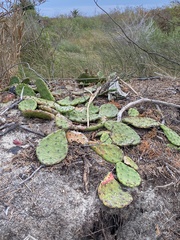 Opuntia humifusa