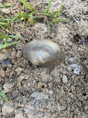 Atlanticoncha ochracea