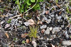 Carex capillaris fuscidula