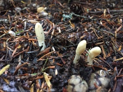 Trichoderma leucopus