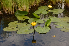 Nuphar