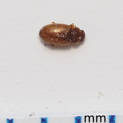Corticariinae