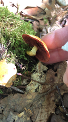 Cortinarius semisanguineus
