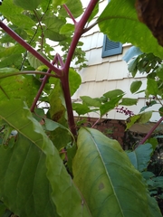 Phytolacca americana