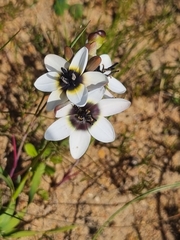Ixia versicolor