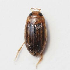 Neobidessus pullus