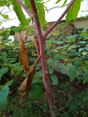 Phytolacca americana