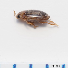 Neobidessus pullus