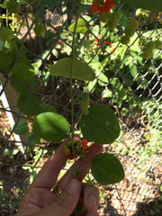 Cocculus carolinus
