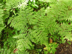 Pteridium aquilinum image