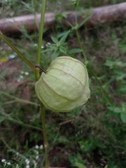Physalis philadelphica