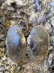 Elliptio congaraea