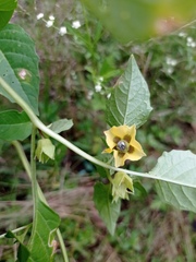 Physalis philadelphica