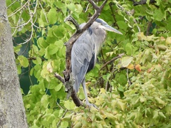 Ardea herodias