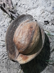 Carya texana