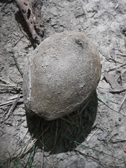 Carya texana