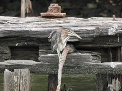 Butorides virescens