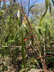 Brachychiton populneus