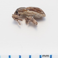 Notiodes aeratus