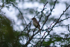 Empidonax traillii