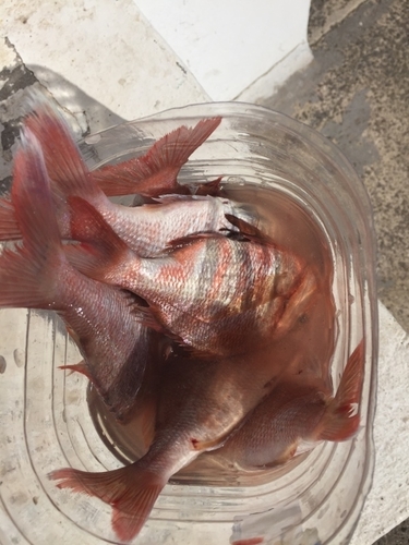 Pagrus auriga
