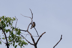Hypnelus ruficollis