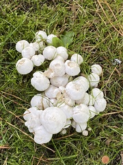 Leucocybe