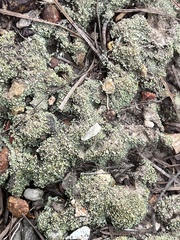 Cladonia