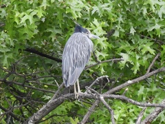 Nyctanassa violacea