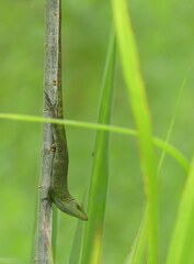 Anolis biporcatus