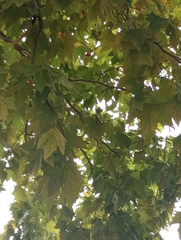 Platanus × hispanica
