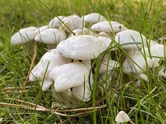 Leucocybe