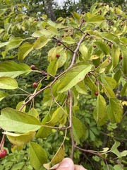 Malus toringo