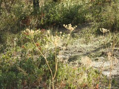 Asparagus acutifolius
