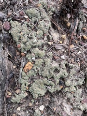 Cladonia